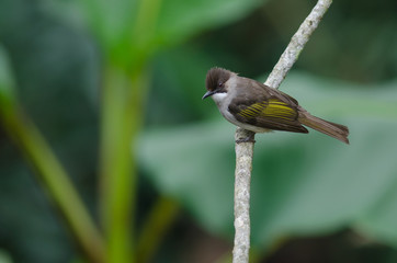 Ashy Bulbul perching on the branch