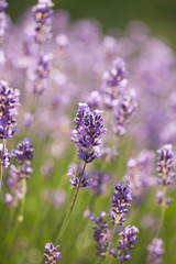 Obraz premium lavender - lavender flowers in the setting sun