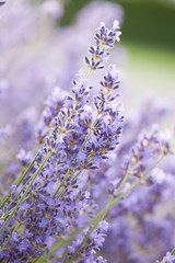 lavender - lavender flowers in the setting sun