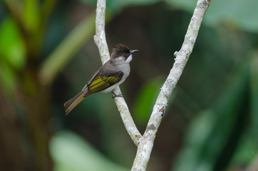 Ashy Bulbul perching on the branch