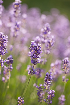 lavender - lavender flowers in the setting sun