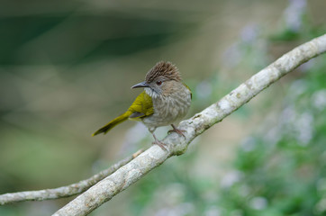 Mountain Bulbul ( Ixos mcclellandii ) in nature