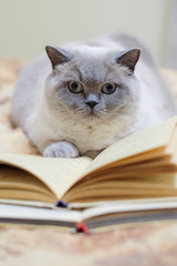 Beautiful grey and white british-scottish cat read old book