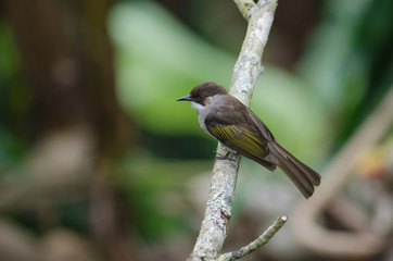 Ashy Bulbul perching on the branch