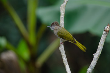 Mountain Bulbul ( Ixos mcclellandii ) in nature