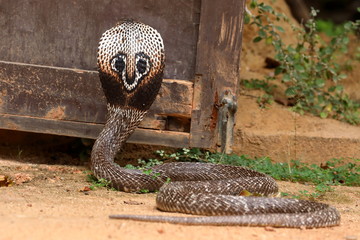 Naklejka premium Südasiatische Kobra oder Brillenschlage in Sri Lanka