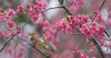 Fototapeta na wymiar Pink Sakura blossom, cerasus campanulata