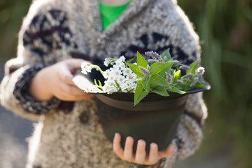 forest herbs in a hat held by a boy