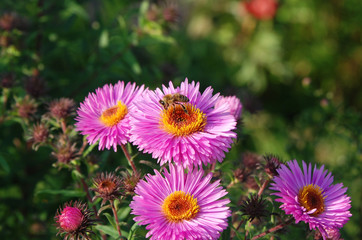 Beautiful aster flower