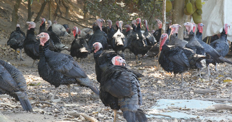 Wild turkey farm