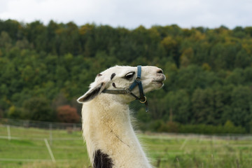 Lama head, close up