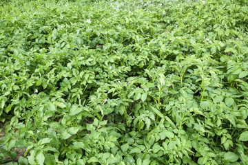 Potato beds in the garden. Green tops of potatoes.