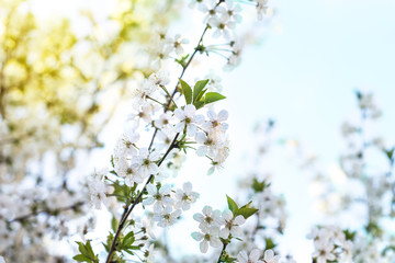 Spring blossom cherry background of white and pink flowers