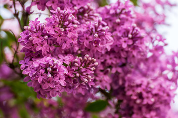 Blooming purple lilac flowers