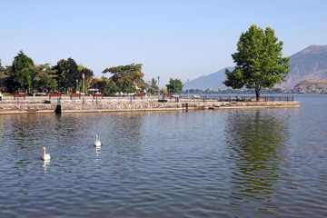 swans swim on the lake Ioannina Greece