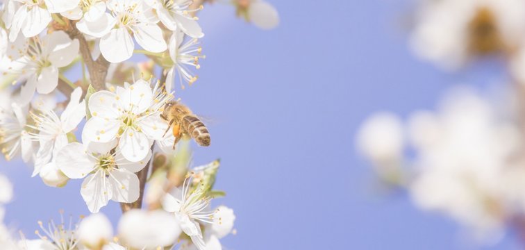 Biene beim Nektar sammeln im Fr&uuml;hling