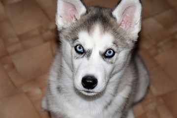Puppy. A grown-up Siberian Husky breed puppy. Lovely, beautiful dog with blue eyes.