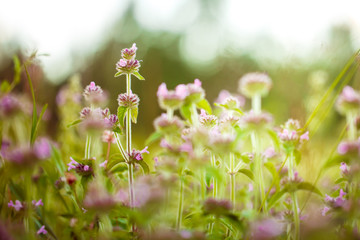 Meadow flowers. Nature view in spring