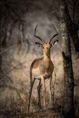 Impala Antilope Bock mit mächtigen Hörnern schaut frontal in die Kamera