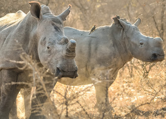 Breitmaul-Nashorn-Mutter mit Kalb im Sonnenlicht / White rhino mother with calf in the sun light