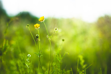 Meadow little yellow flowers in field. Spring