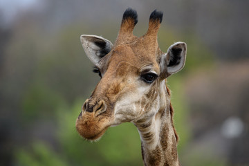 Portrait einer jungen männlichen Giraffe, aufgenommen in Südafrika, Krüger National Park