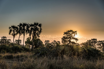 Naklejka na ściany i meble Sonnenuntergang hinter Palmen in Afrika (Krüger National Park)