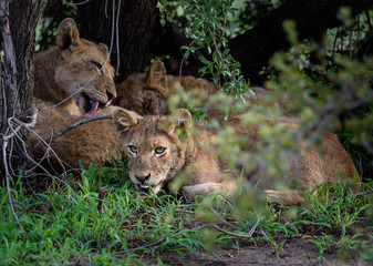 Junger Löwe streckt die Zunge raus / Young lion cub showing its tongue (Panthera leo)