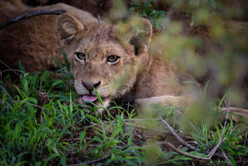 Nahaufnahme eines jungen Löwen, der die Zunge rausstreckt / Close up portrait of a young lion cub showing its tongue (Panthera leo)