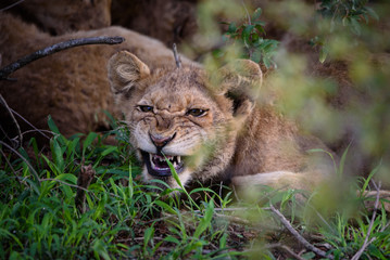 Junger Löwe zeigt die Zähne / Young lion cub gnarling (Panthera leo)