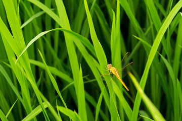 Golden dragonfly in grass field