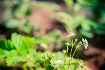 Obraz premium flowers of strawberry