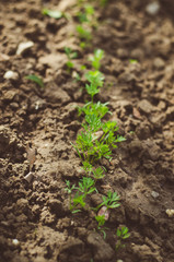 little fresh young carrot plant