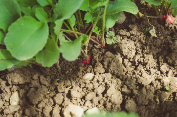 fresh radish in garden