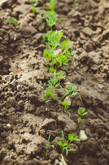 little fresh young carrot plant