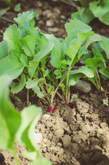 fresh radish in garden