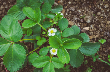 flowers of strawberry
