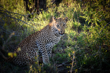 Junger männlicher Leopard (Panthera pardus), sitzend unter einem Busch mit Blick in die Kamera  (Kruger National Park Südafrika)