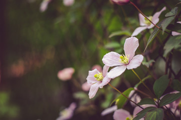 pink clematis flowers