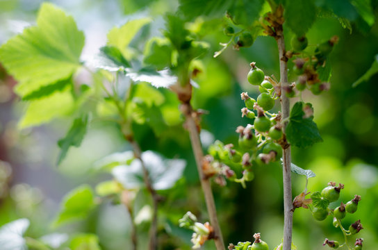 unripe green blackcurrant berries