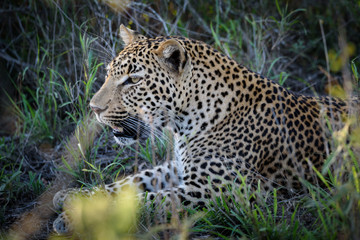 Fototapeta na wymiar Portrat eines jungen männlichen Leoparden (Pantherea pardus) 