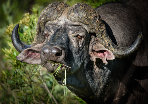 Alter Afrikanischer B&uuml;ffel (Cyncerus caffer), genannt Dagga Boy mit Gras im Maul
