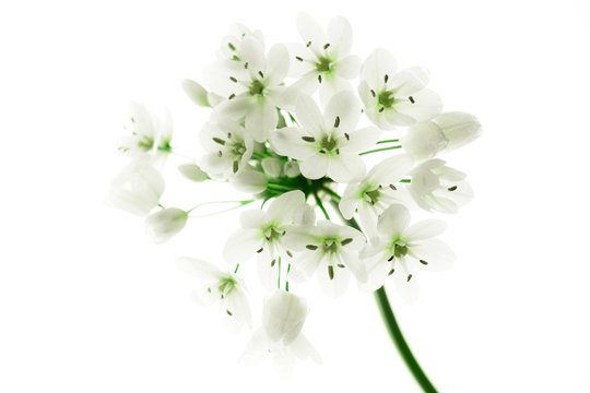 白い小さな花を持つアリウムコワニー Stock 写真 Adobe Stock