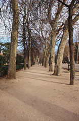 Road in the park, in winter
