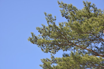 松の木と青空