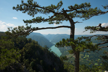 Obraz premium Tara Mountain