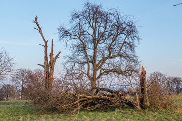 Sturmschäden am Baum