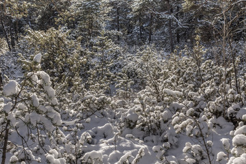 Eine dicke Schneedecke liegt über den Tannenbäumen