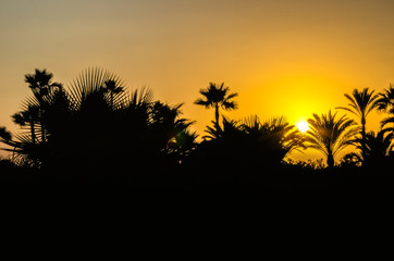 Golden sunset behind palm trees