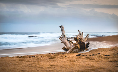 Drift wood on the sand against a shoreline background